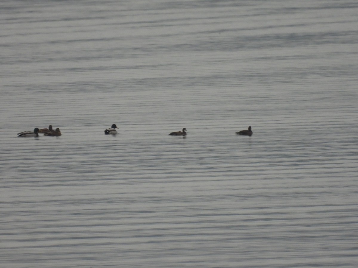 Common Scoter - ML647283913