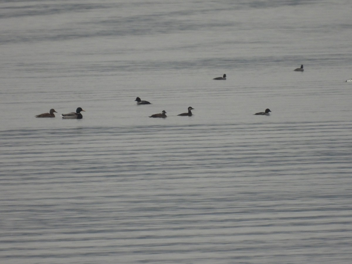 Common Scoter - ML647283914