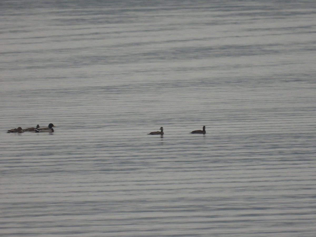 Common Scoter - ML647283915
