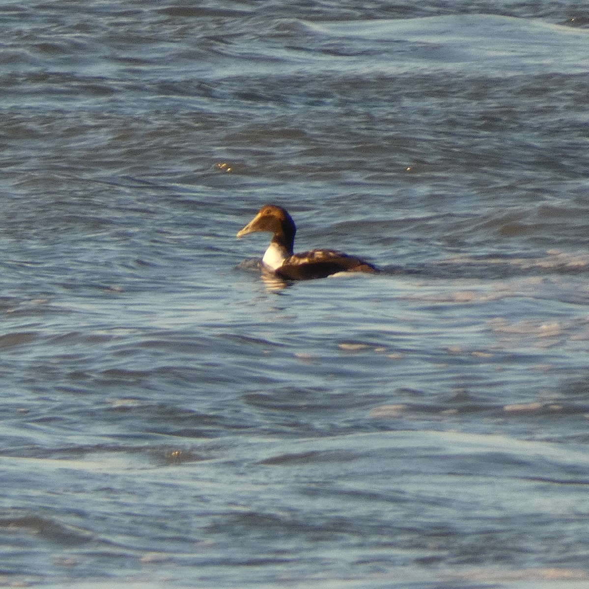 Common Eider (Dresser's) - ML647283918