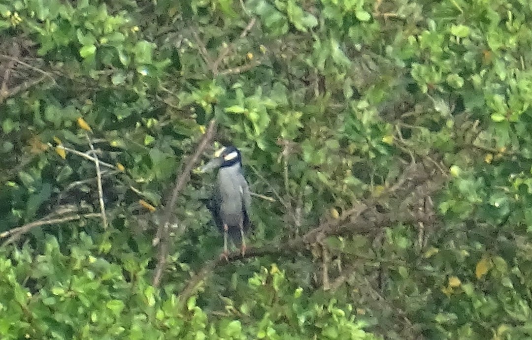 Yellow-crowned Night Heron - ML647283919
