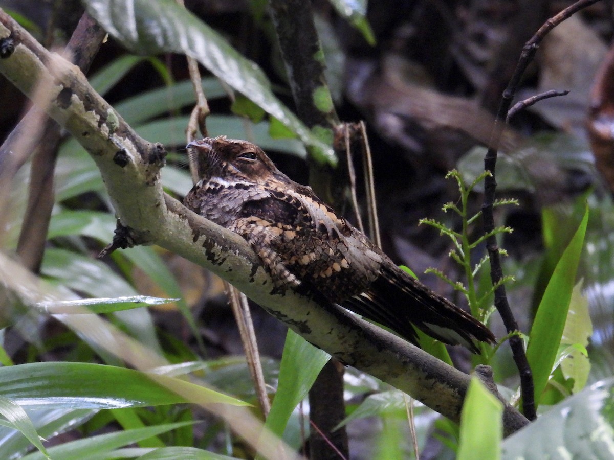 Philippine Nightjar - ML647283920