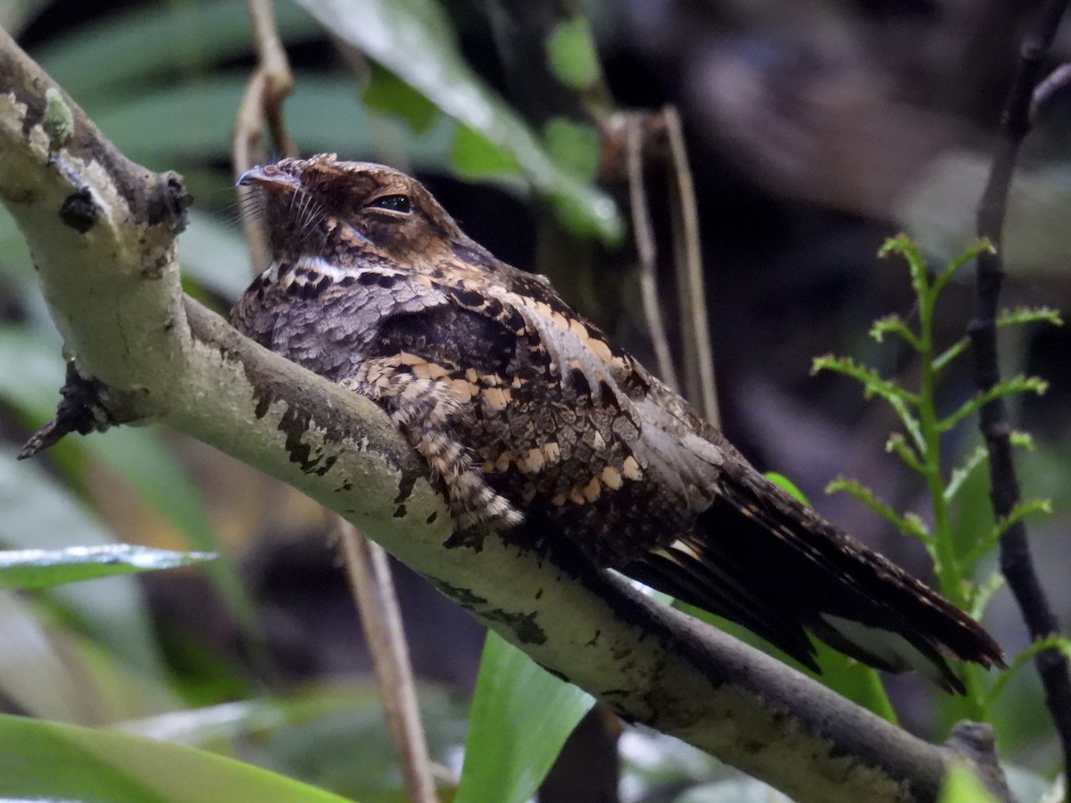 Philippine Nightjar - ML647283921