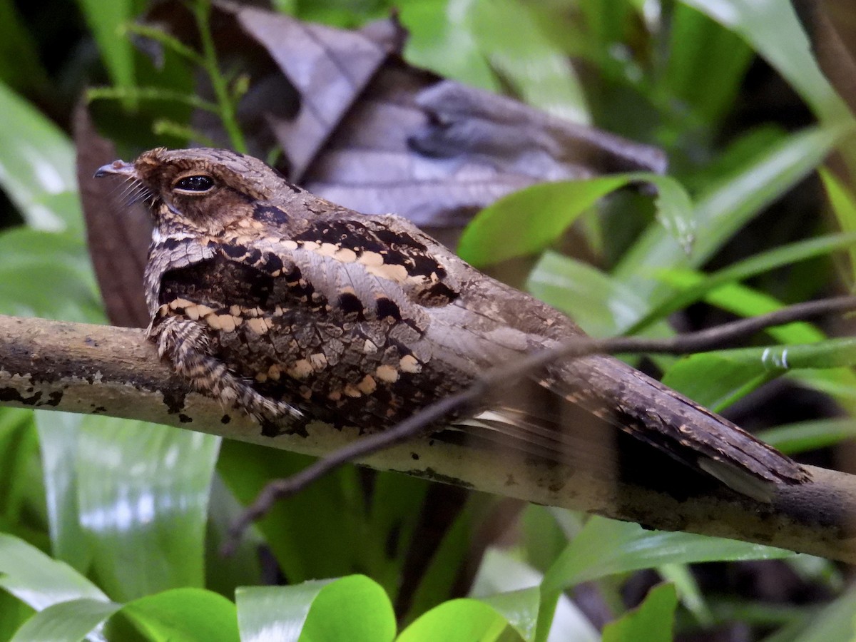 Philippine Nightjar - ML647283922