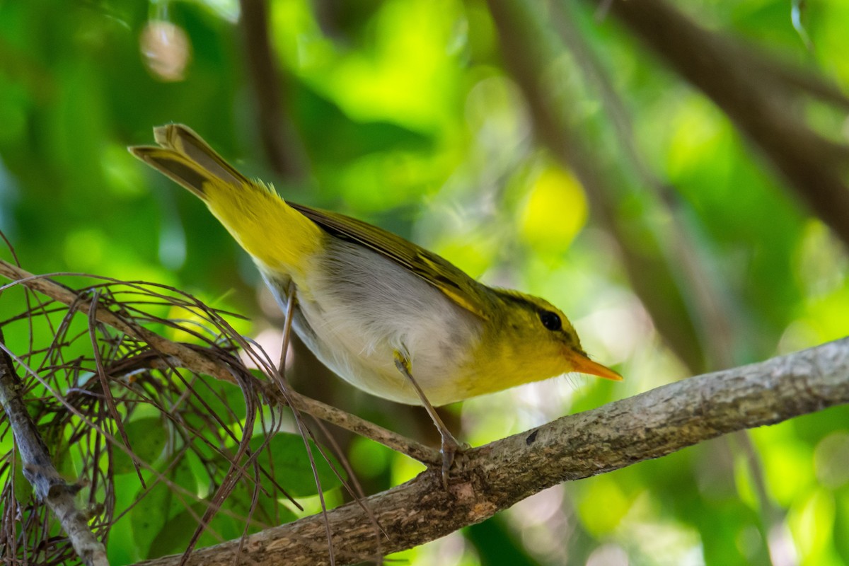 Yellow-vented Warbler - ML647283923