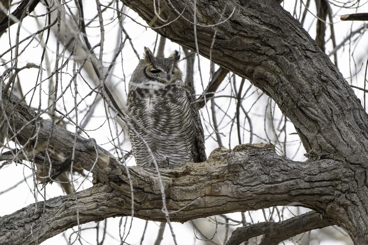 Great Horned Owl - ML647283927