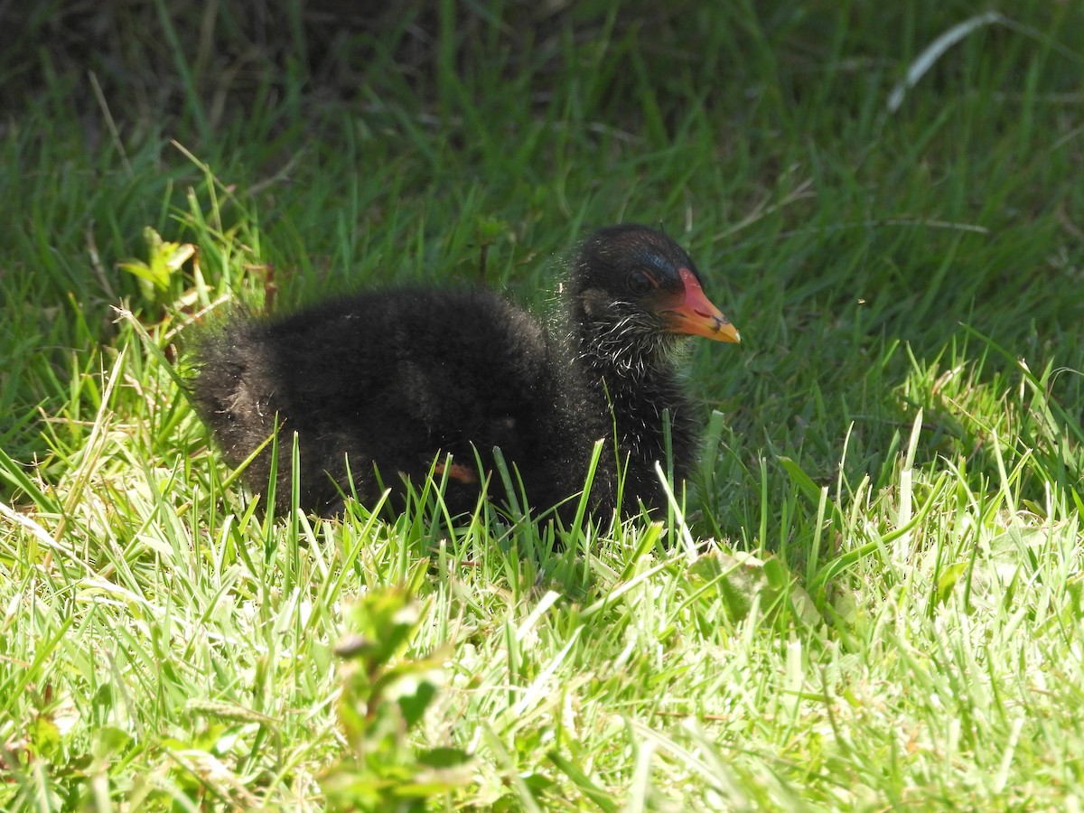 Dusky Moorhen - ML647283932