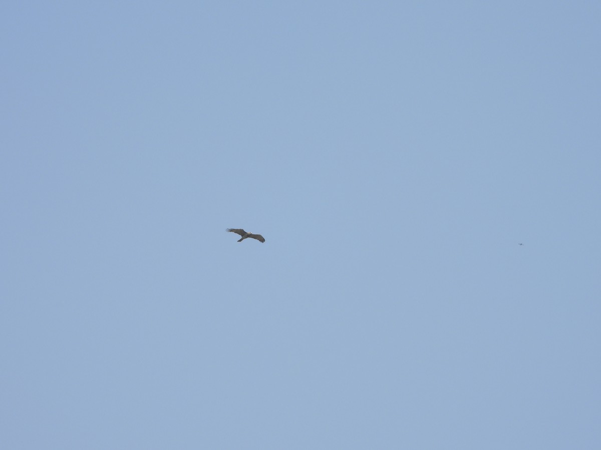 Short-toed Snake-Eagle - ML647283936