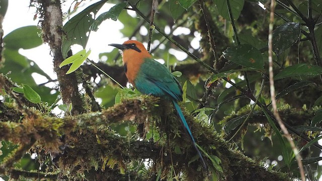 Broad-billed Motmot - ML647283937