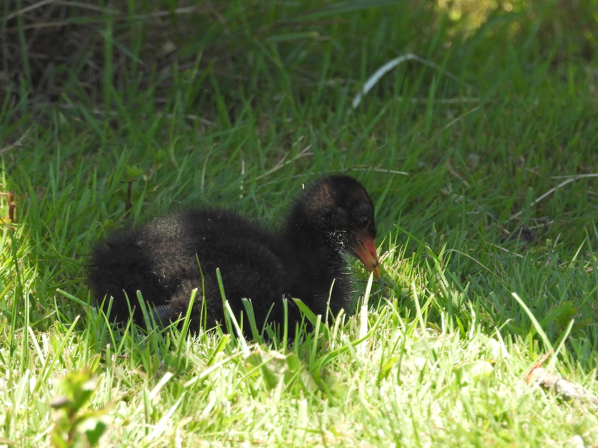 Dusky Moorhen - ML647283940
