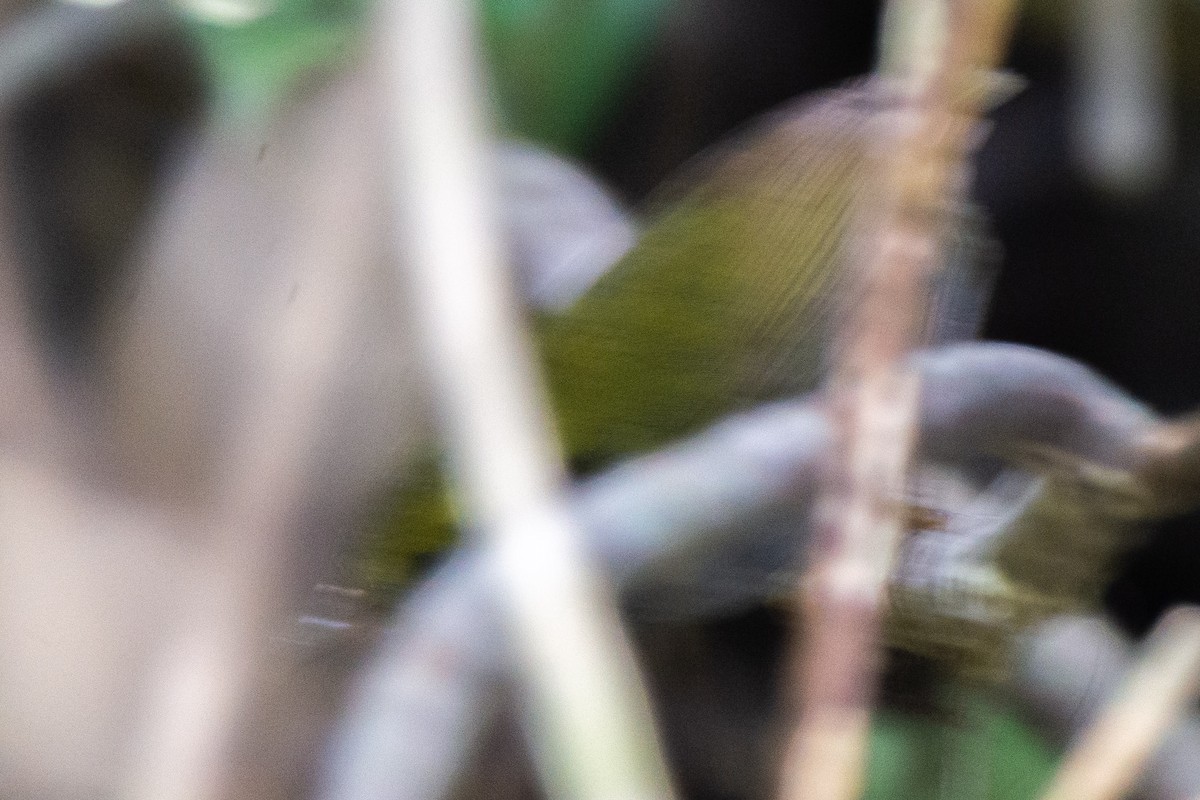 Olivscheitel-Stutzschwanz - ML647283944