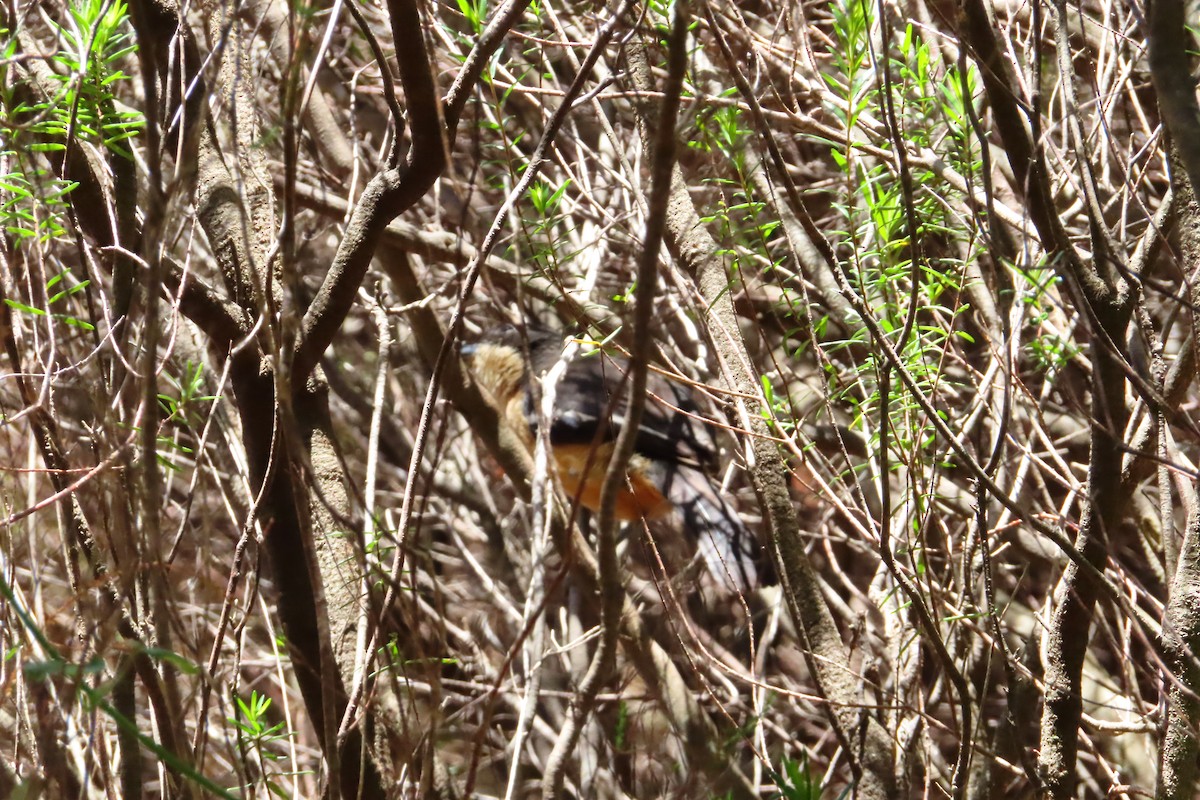 Kızılca Karınlı Bubu - ML647283945