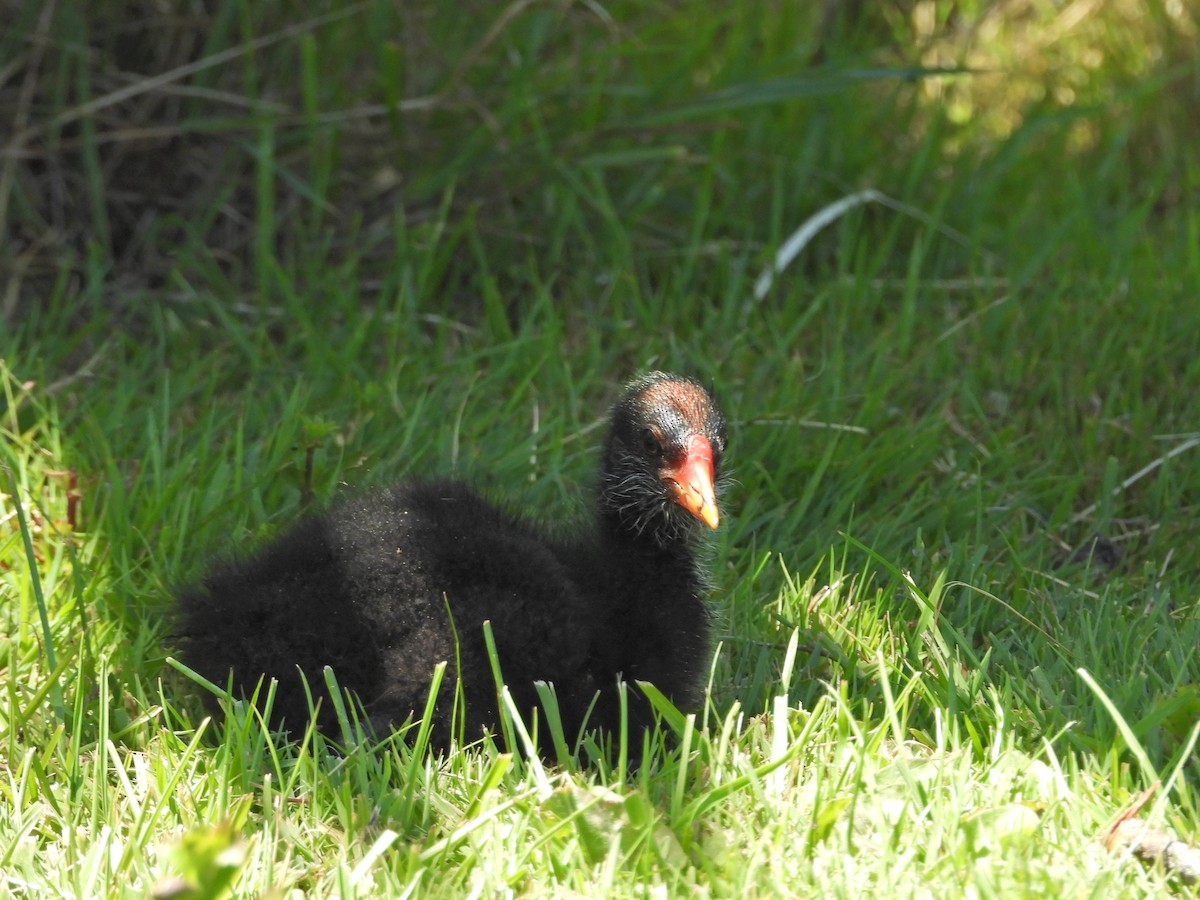 Dusky Moorhen - ML647283946