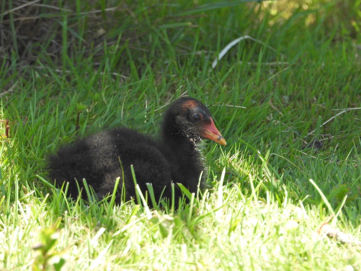Dusky Moorhen - ML647283951