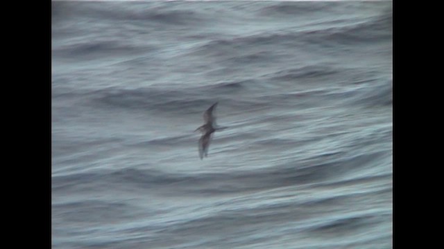 Buller's Shearwater - ML647283955