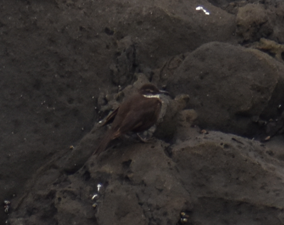 Seaside Cinclodes - ML647283969