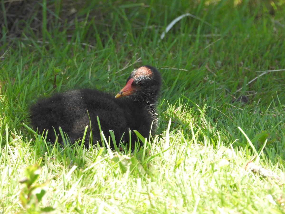 Dusky Moorhen - ML647283972