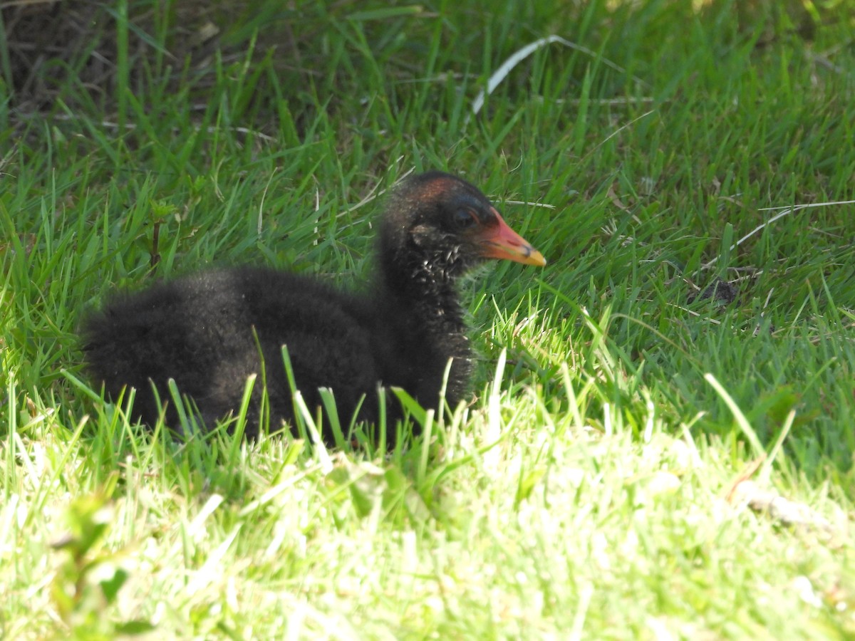 Dusky Moorhen - ML647283976
