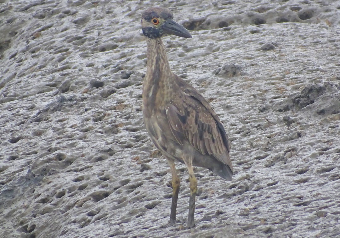 Yellow-crowned Night Heron - ML647283981