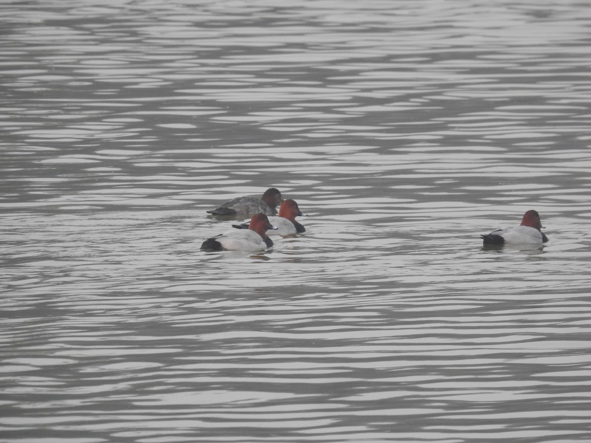 taffeland - ML647283988