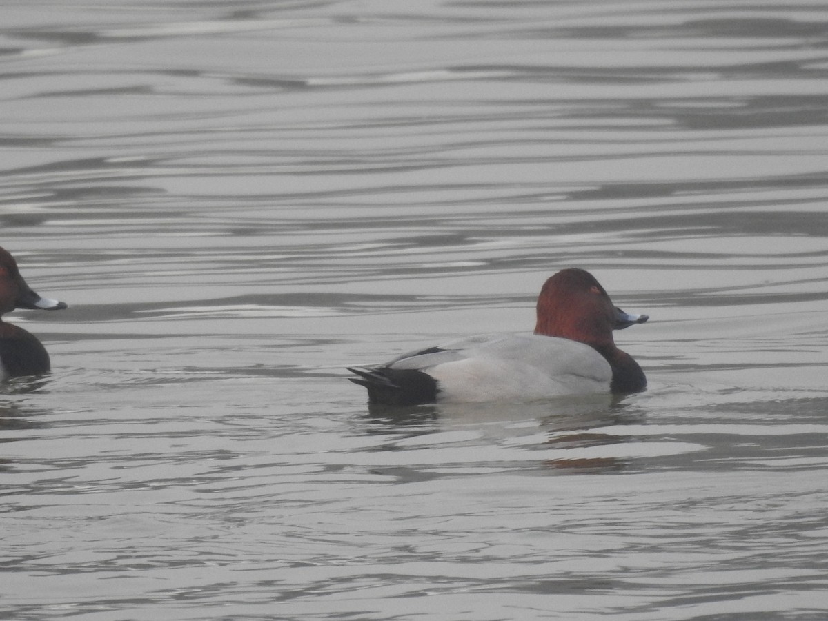 taffeland - ML647283991