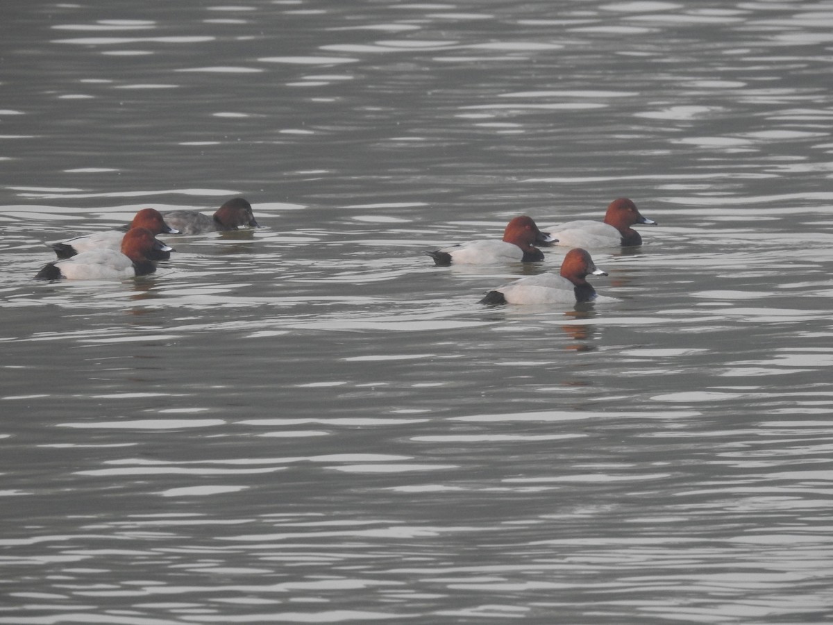 taffeland - ML647283992