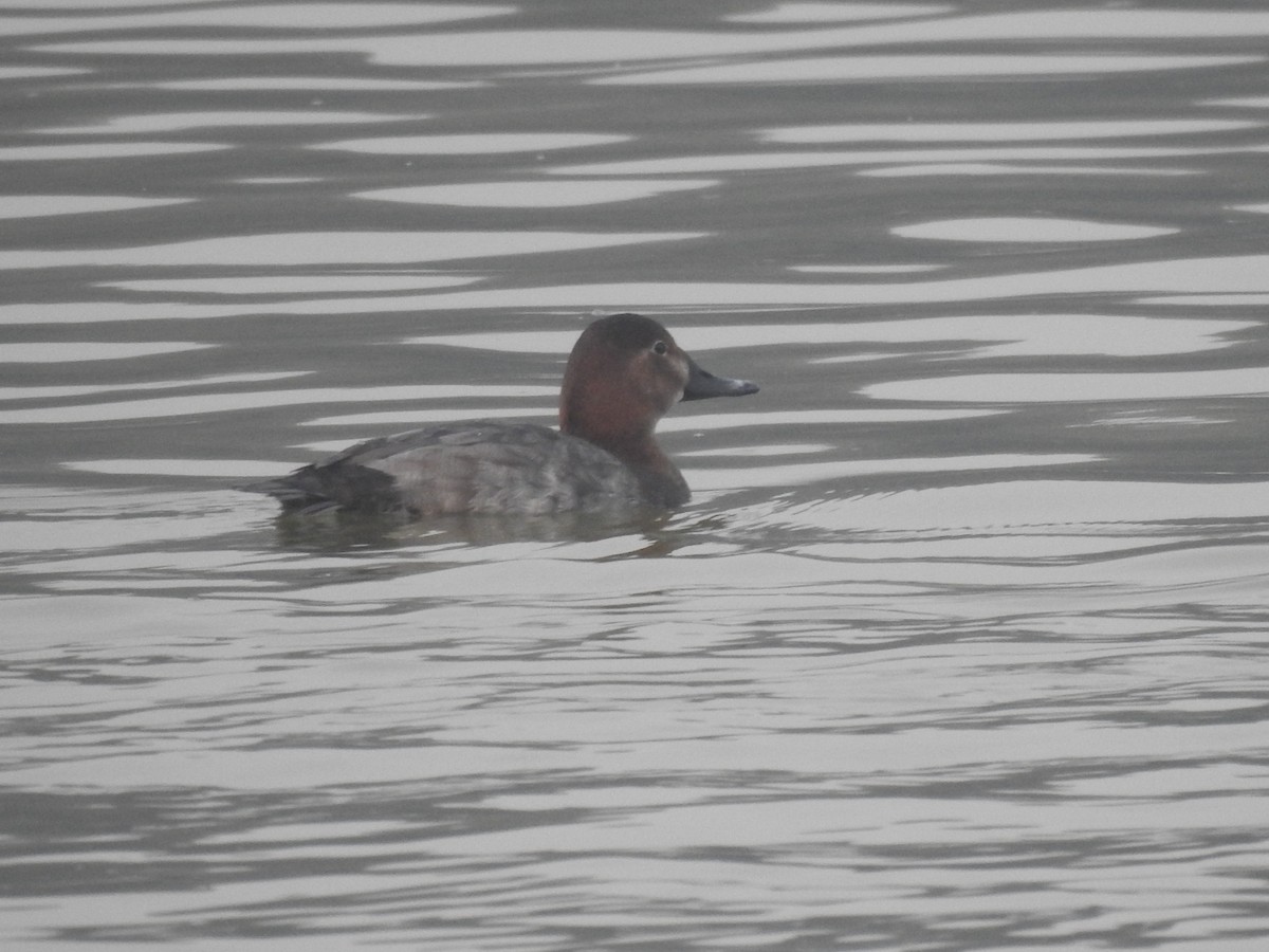 taffeland - ML647283993