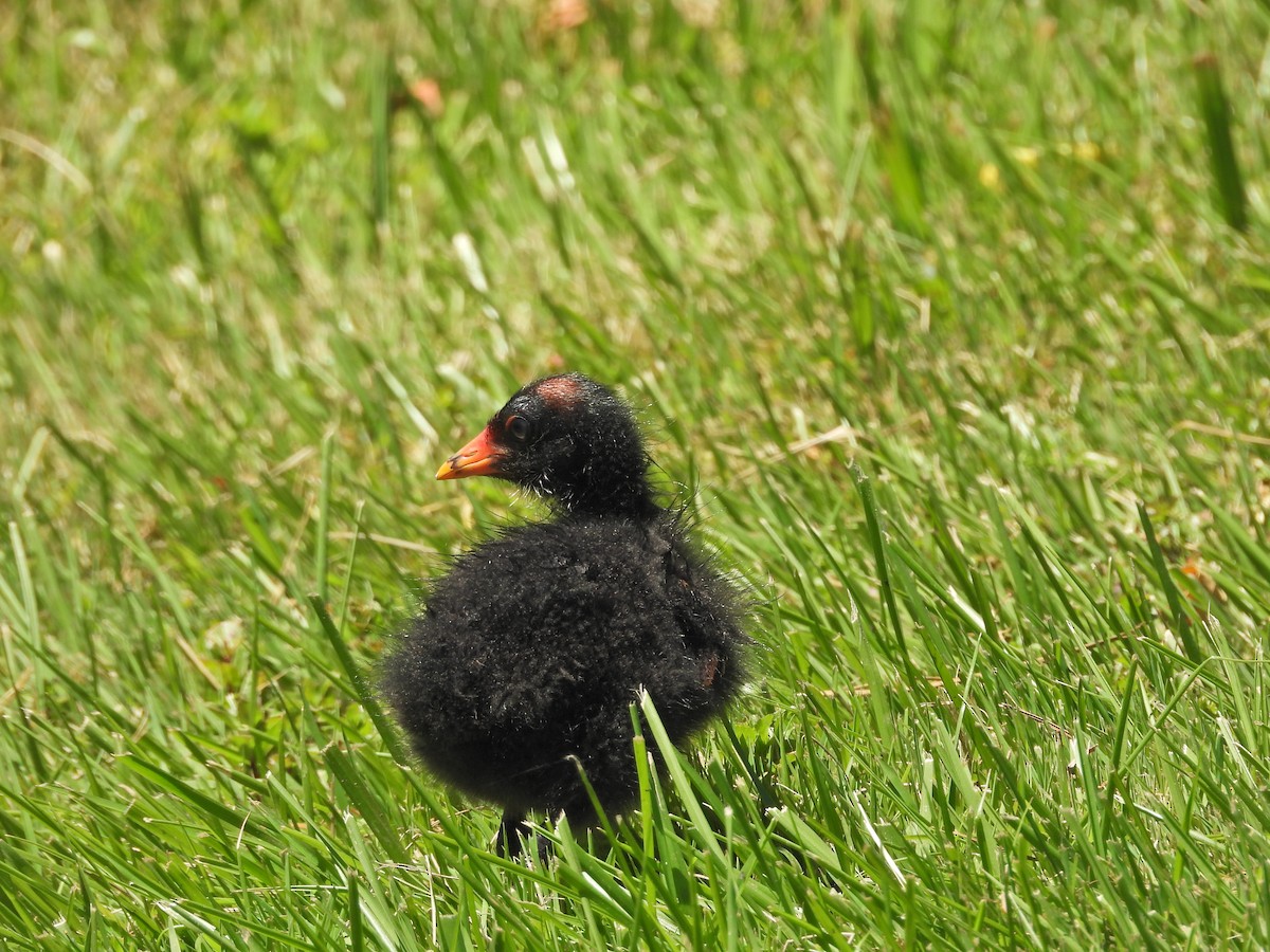 Dusky Moorhen - ML647283994