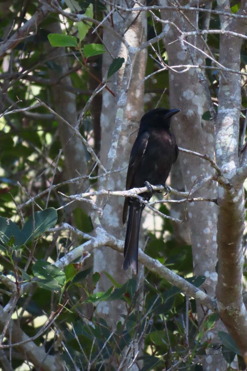 Çatal Kuyruklu Drongo - ML647283995