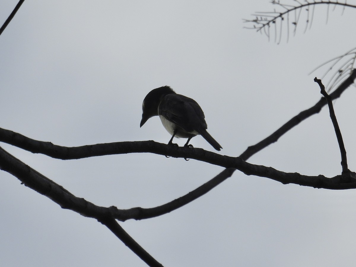 サンショウクイ - ML647284002