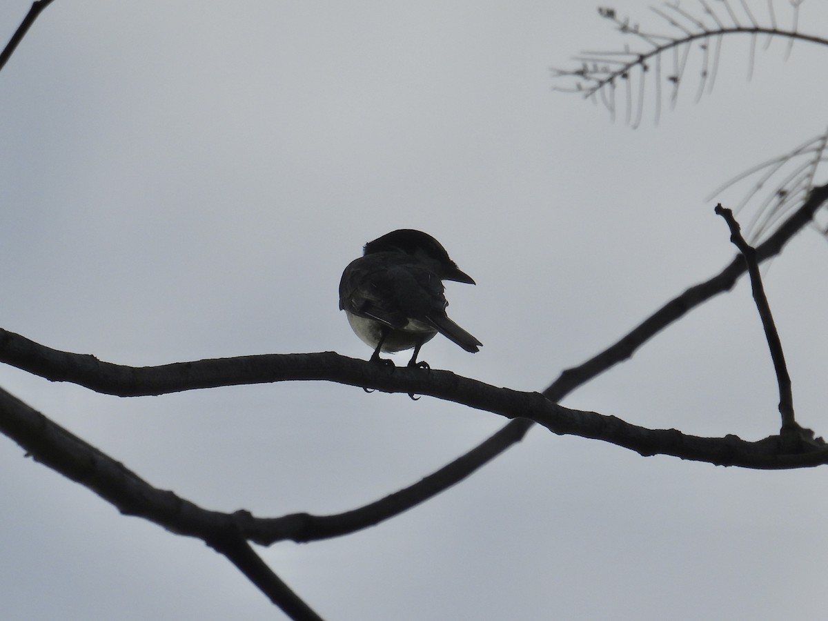 サンショウクイ - ML647284003