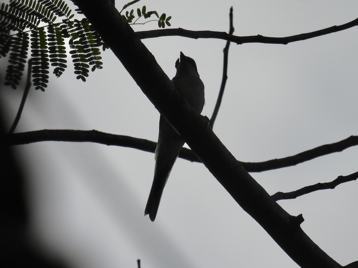 サンショウクイ - ML647284004