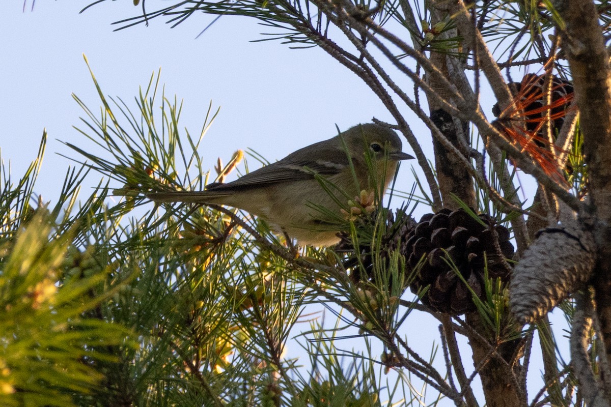 Kiefernwaldsänger - ML647284006