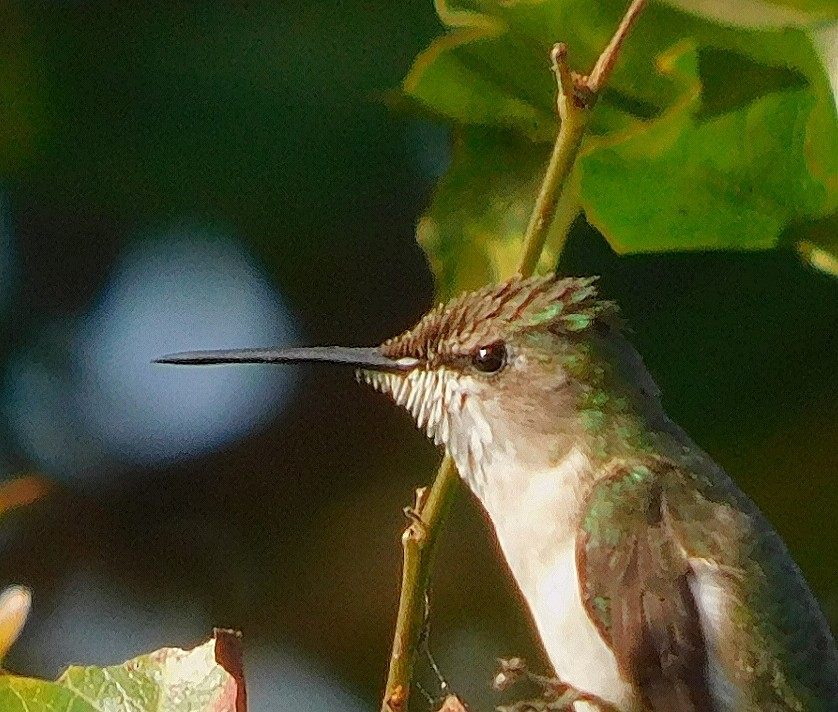 Ruby-throated Hummingbird - ML647284011
