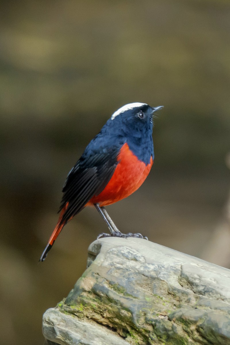 Weißscheitel-Rotschwanz - ML647284015