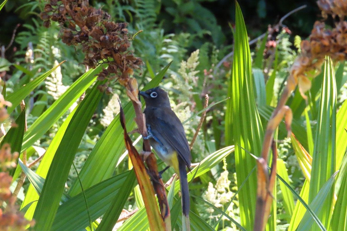 Kap Arapbülbülü - ML647284016