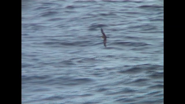 Buller's Shearwater - ML647284039