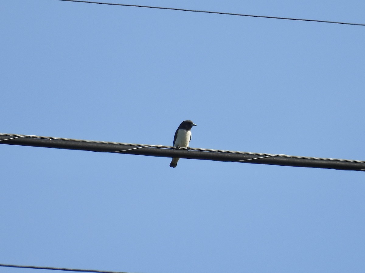White-breasted Woodswallow - ML647284043