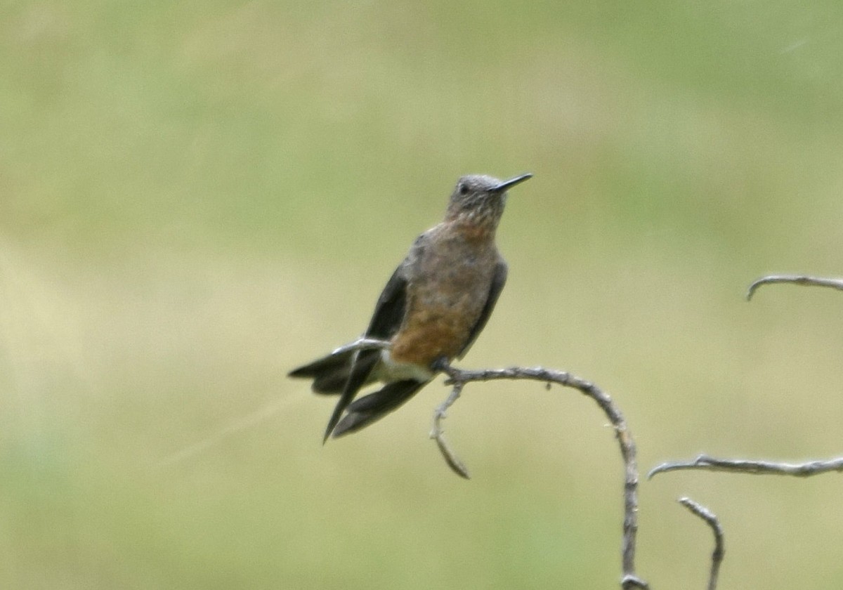 Giant Hummingbird - ML647284050