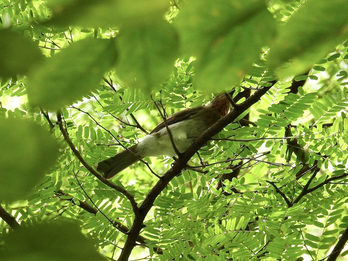 Philippine Bulbul - ML647284051