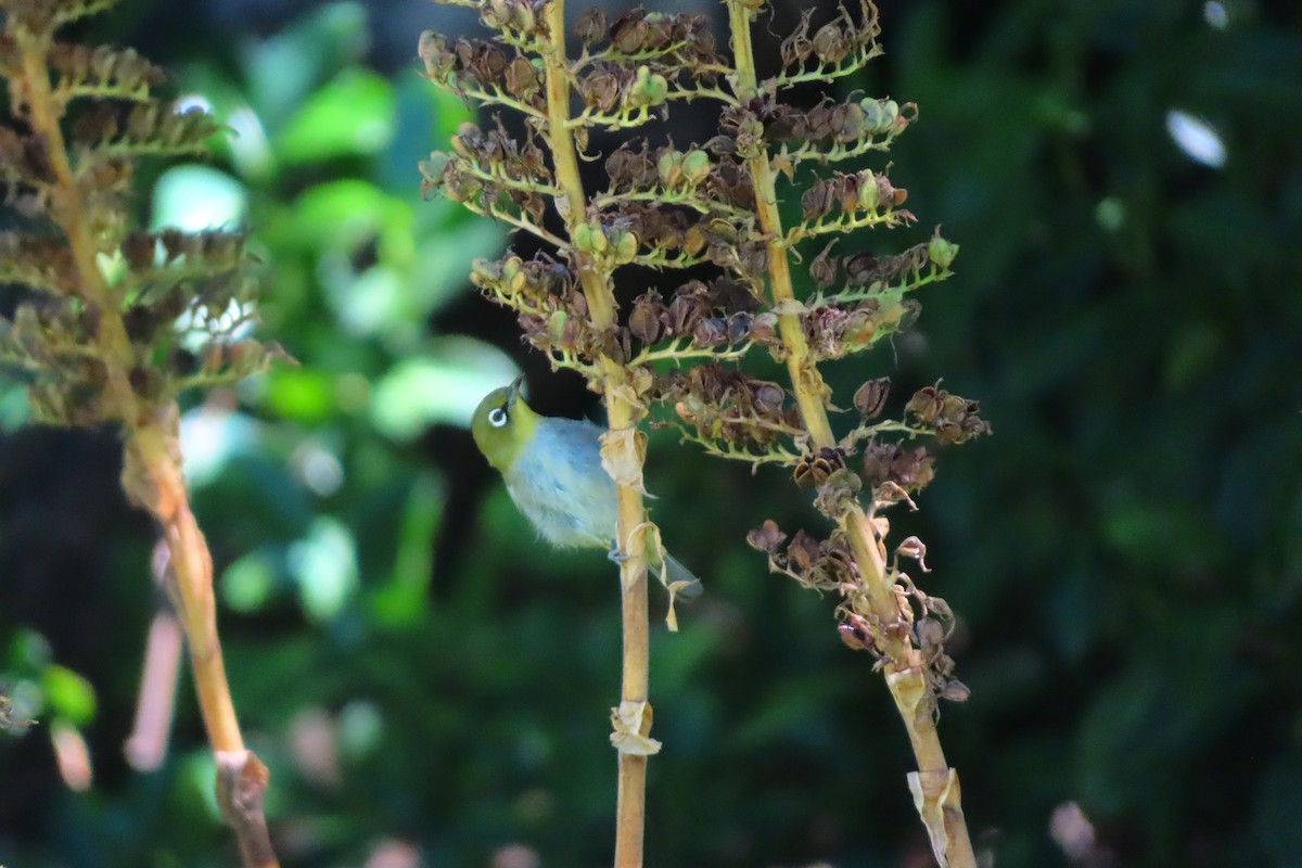 Kap Gözlükçüsü - ML647284052