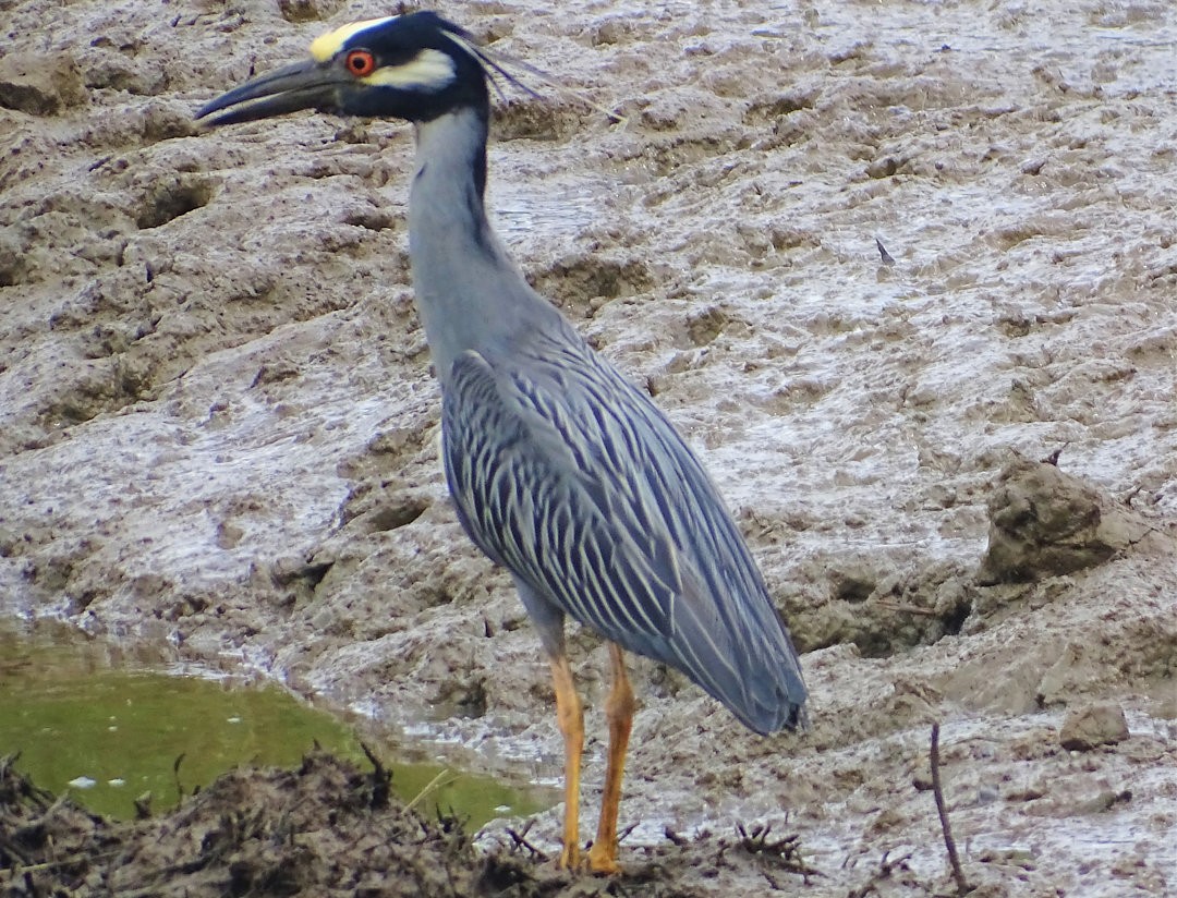 Yellow-crowned Night Heron - ML647284053