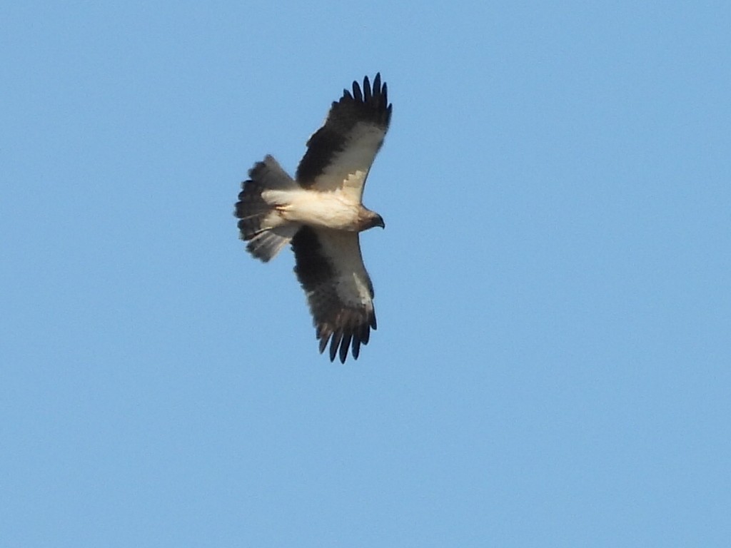 Бахим бүргэд - ML647284055