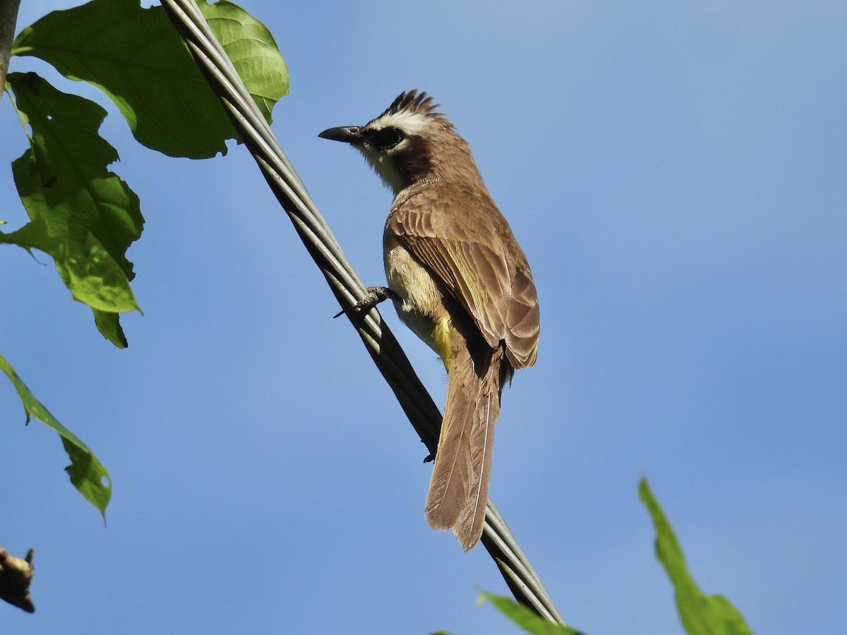 Yellow-vented Bulbul - ML647284061