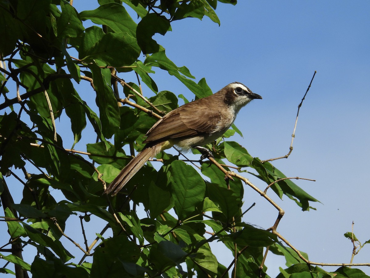 Yellow-vented Bulbul - ML647284062