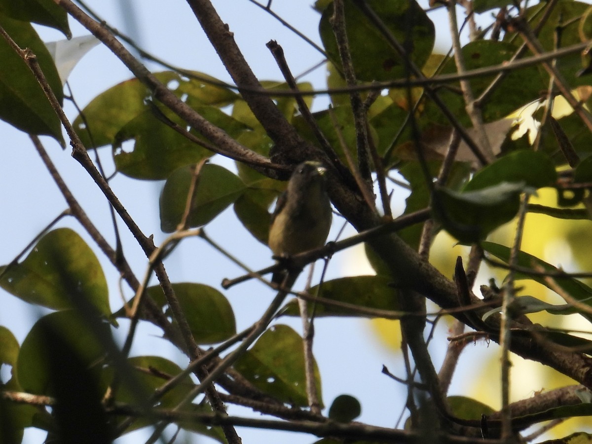 Pygmy Flowerpecker - ML647284074