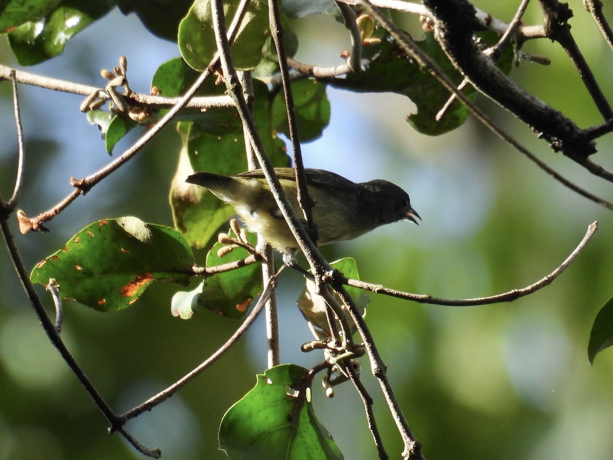Pygmy Flowerpecker - ML647284075
