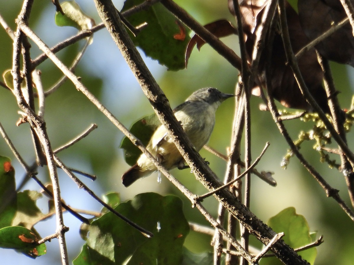 Pygmy Flowerpecker - ML647284076