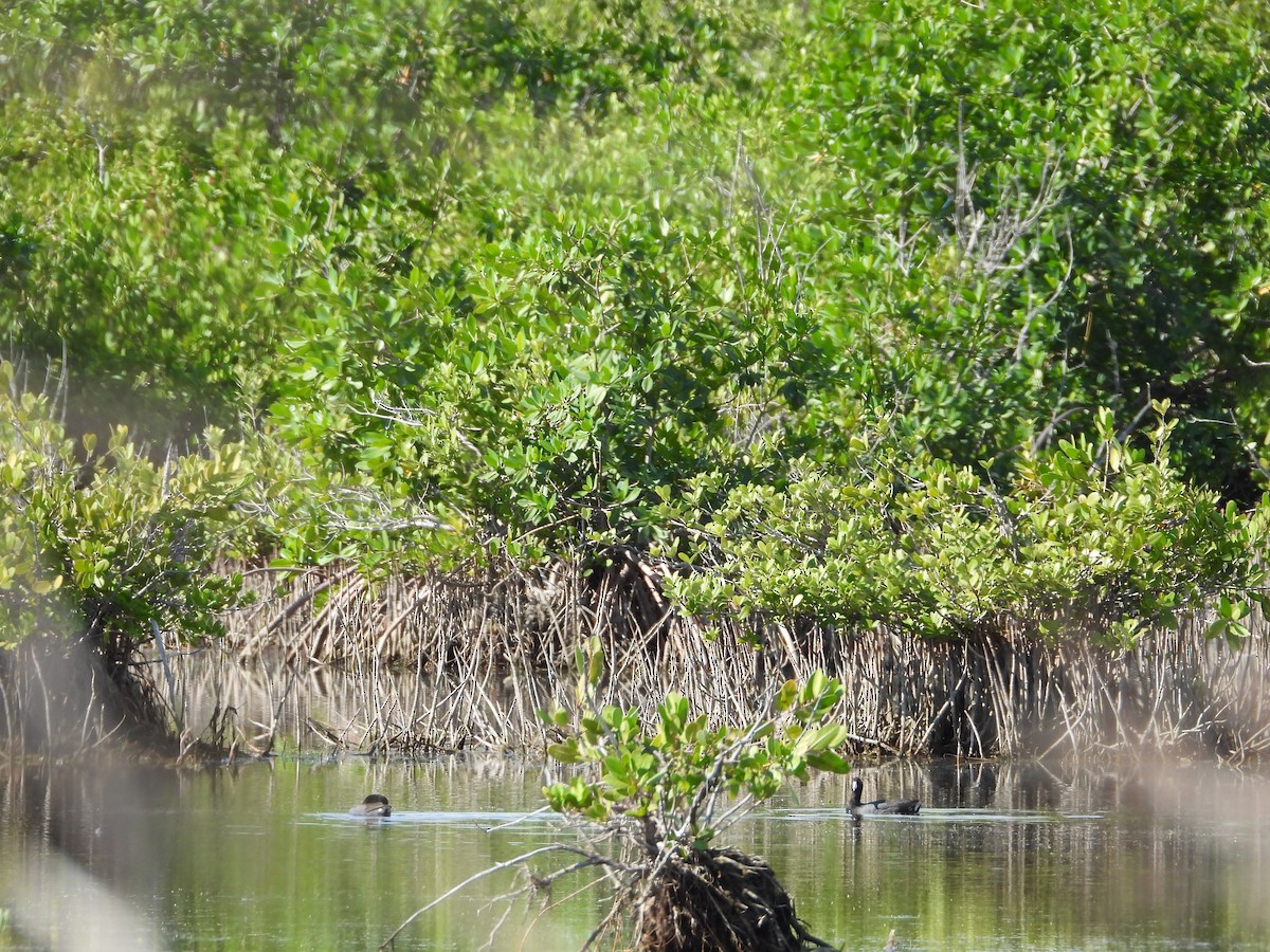 Focha Americana - ML647284143