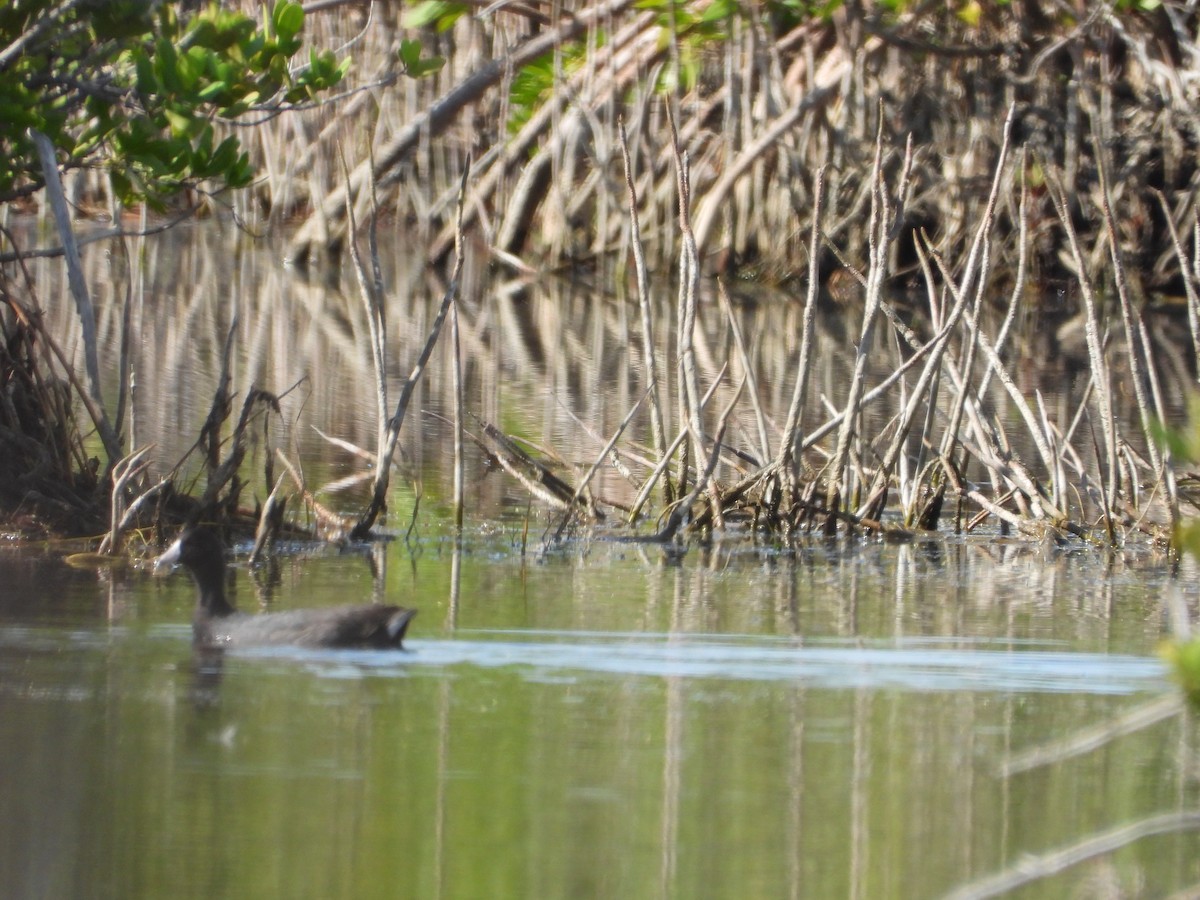 Focha Americana - ML647284144